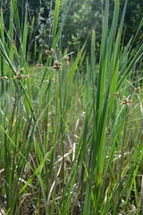 Bolboschoenus laticarpus