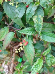 Rivina humilis