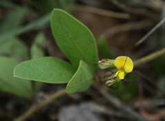 Macrotyloma axillare