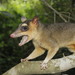 Gray Four-eyed Opossum - Photo (c) Juan Cruzado Cortés, some rights reserved (CC BY-SA), uploaded by Juan Cruzado Cortés