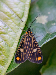 Polypoetes forficata