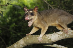 Philander opossum fuscogriseus