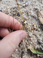 Bulbostylis ciliatifolia