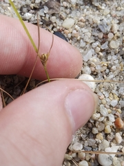 Bulbostylis ciliatifolia