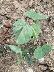 Abutilon theophrasti