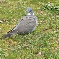 Columba palumbus