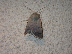 Caradrina aspersa
