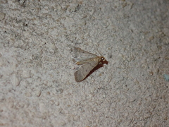 Bostra obsoletalis