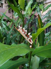 Alpinia intermedia