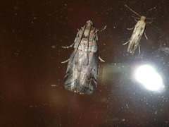 Acrobasis legatea