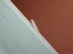 Symmocoides oxybiella