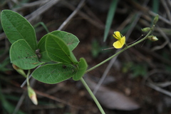 Macrotyloma axillare