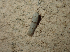 Symmocoides oxybiella