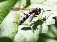 Temnostoma bombylans