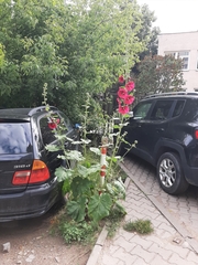 Alcea rosea