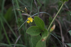 Macrotyloma axillare