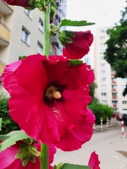 Alcea rosea