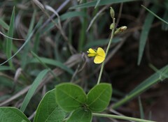 Macrotyloma axillare