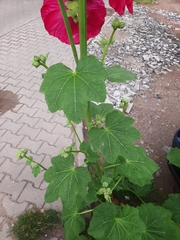 Alcea rosea