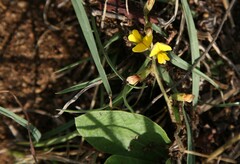 Macrotyloma axillare