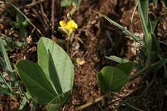 Macrotyloma axillare