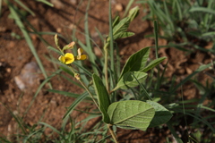 Macrotyloma axillare