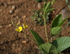 Macrotyloma axillare