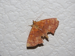 Singara diversalis