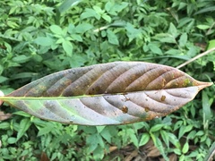 Lithocarpus brevicaudatus