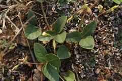 Macrotyloma axillare