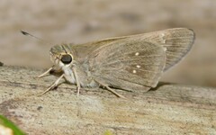 Torbenlarsenia gemella