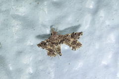 Nosphistica bisinuata