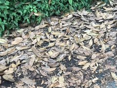 Lithocarpus brevicaudatus