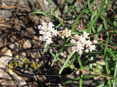Asclepias angustifolia