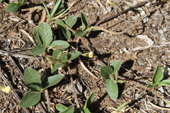 Macrotyloma axillare