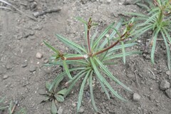 Eriogonum spergulinum