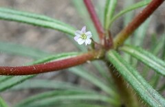 Eriogonum spergulinum