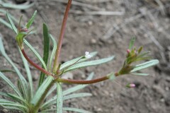 Eriogonum spergulinum