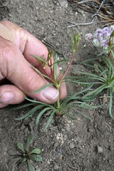 Eriogonum spergulinum