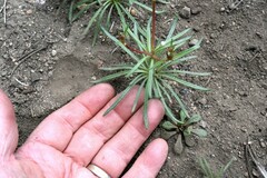 Eriogonum spergulinum