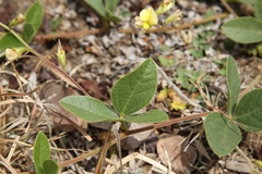 Macrotyloma axillare