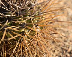 Eriosyce taltalensis