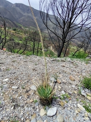 Dasylirion berlandieri