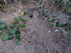 Trachemys scripta elegans