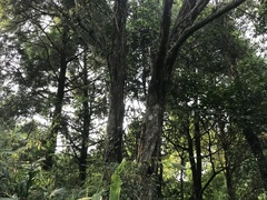 Lithocarpus brevicaudatus