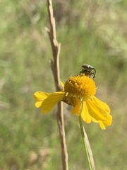 Odontocorynus salebrosus
