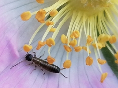 Apterygida albipennis