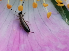 Apterygida albipennis