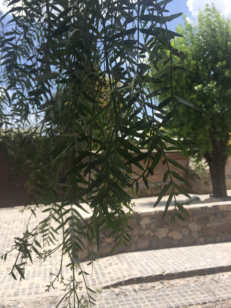 Peruvian Pepper Tree from San Miguel de Allende, MX-GJ, MX on July 4 ...