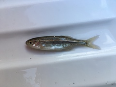 Richardsonius balteatus